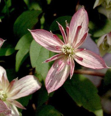 Berg Waldrebe Majorie 60-80cm - Clematis montana