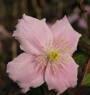 Berg Waldrebe Mayleen 60-80cm - Clematis montana