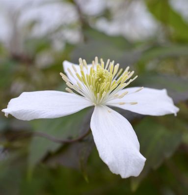 Berg Waldrebe Wilsonii 60-80cm - Clematis montana