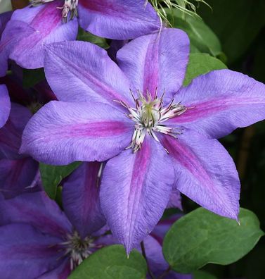 Waldrebe Mrs Nelly Thompson 60-80cm - Clematis