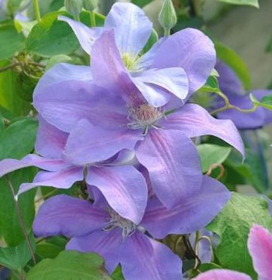 Waldrebe Mrs. Cholmondeley 60-80cm - Clematis