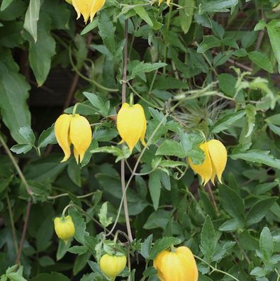 Gold Waldrebe 60-80cm - Clematis tangutica
