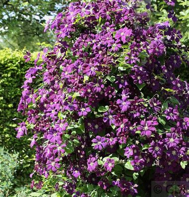 Robuste Waldrebe Etoile Violette 60-80cm - Clematis viticella