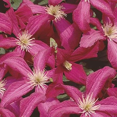 Robuste Waldrebe Madame Julia Correvon 60-80cm - Clematis viticella