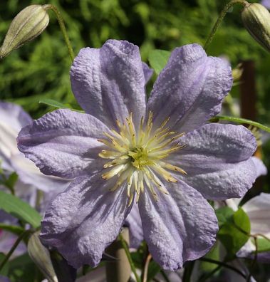 Robuste Waldrebe Prince Charles 60-80cm - Clematis viticella