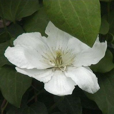 Waldrebe Guernsey Cream 60-80cm - Clematis