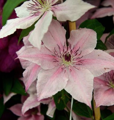 Waldrebe Pink Fantasy 60-80cm - Clematis