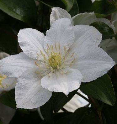 Waldrebe Apollonia 60-80cm - Clematis