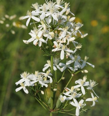 Clematis Mandshurica 60-80cm - Clematis mandshurica