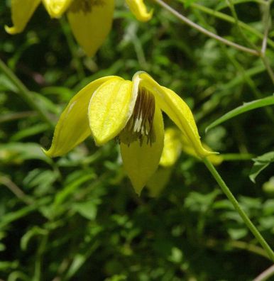 Englische Waldrebe Bill MacKenzie 60-80cm - Clematis texensis
