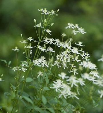 Staudenclematis Recta 60-80cm - Clematis recta