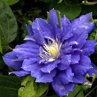 Evison Waldrebe Diamantina® 60-80cm - Clematis