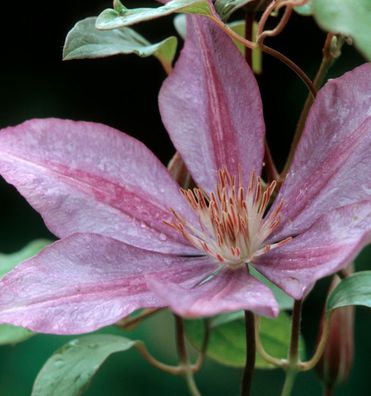 Evison Waldrebe Josephine® 60-80cm - Clematis