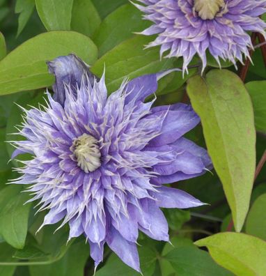 Waldrebe Kokonoe® 60-80cm - Clematis viticella