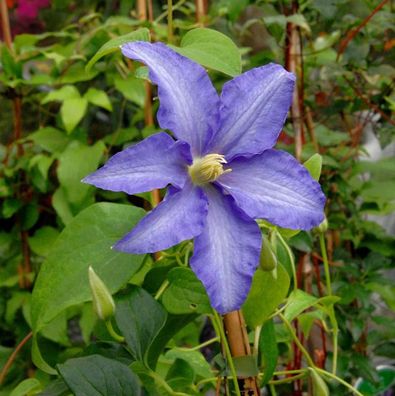 Evison Waldrebe Olympia® 60-80cm - Clematis