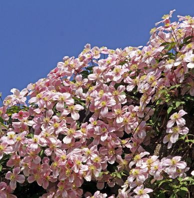 Immergrüne Duft Waldrebe Apple Blossom 60-80cm - Clematis armandii