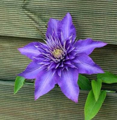 Waldrebe Multi Blue 125-150cm - Clematis