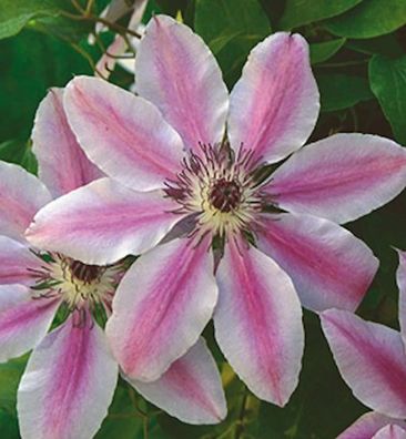 Waldrebe Nelly Moser 125-150cm - Clematis