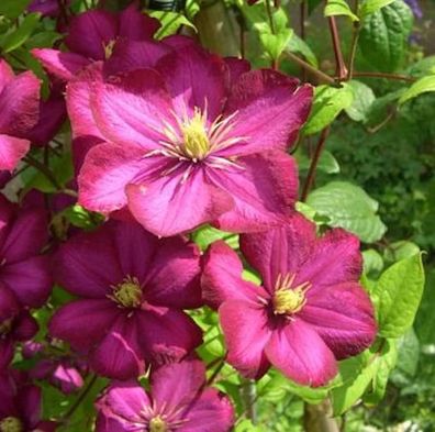 Waldrebe Rouge Cardinal 125-150cm - Clematis