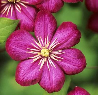 Waldrebe Vile de Lyon 125-150cm - Clematis