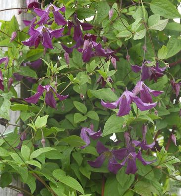 Robuste Waldrebe 125-150cm - Clematis viticella
