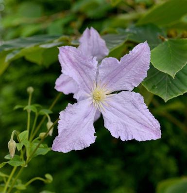 Robuste Waldrebe Blekitny Aniol - Blue Angel 125-150cm - Clematis