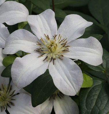 Robuste Waldrebe Huldine 125-150cm - Clematis viticella