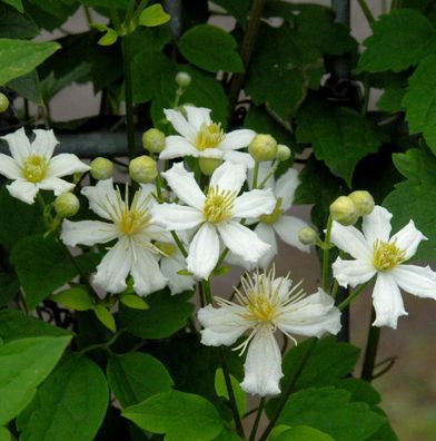 Waldrebe Summer Snow 125-150cm - Clematis