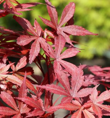 Fächer Ahorn Skeeters Broom 30-40cm - Acer palmatum