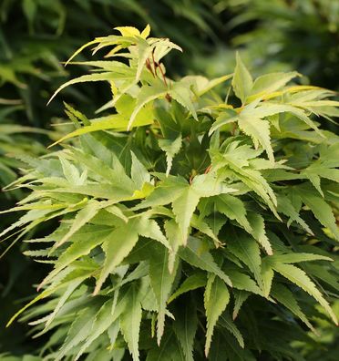 Fächerahorn Mikawa Yatsubusa 15-20cm - Acer palmatum