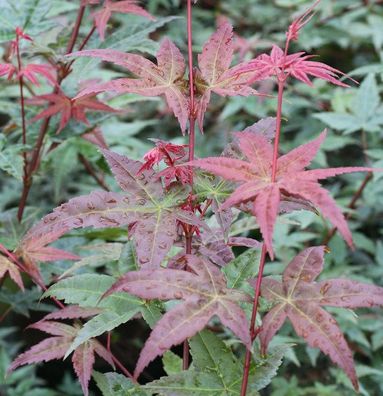 Fächerahorn Beni Komachi 30-40cm - Acer palmatum