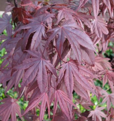 Fächerahorn Moonfire 30-40cm - Acer palmatum
