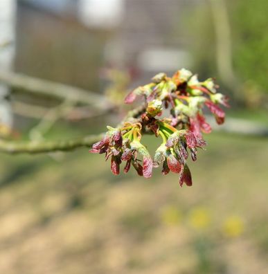 Silber Ahorn Zuckerahorn 60-80cm - Acer saccharinum