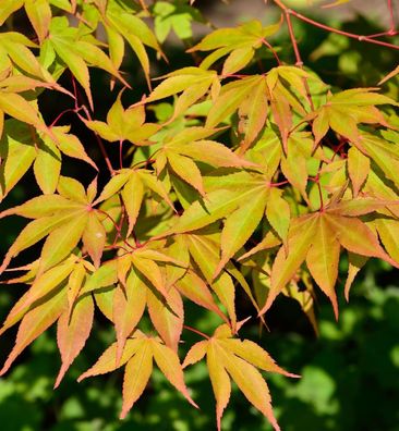 Fächerahorn Osakazuki 40-60cm - Acer palmatum