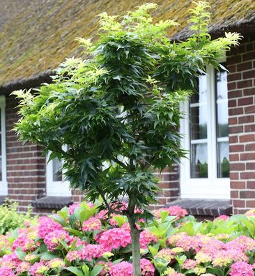 Hochstamm Fächerahorn Mikawa Yatsubusa 30-40cm - Acer palmatum