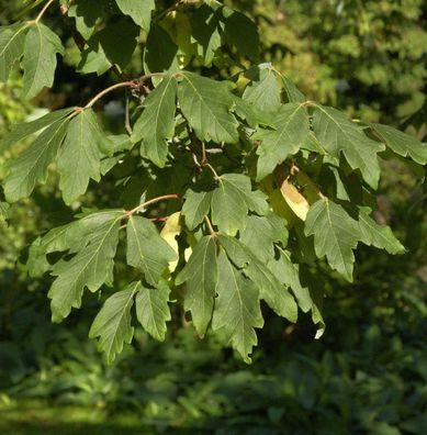 Zimtahorn 40-60cm - Acer griseum
