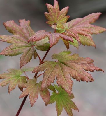 Fächer Ahorn Burgundy Lace 60-80cm - Acer palmatum