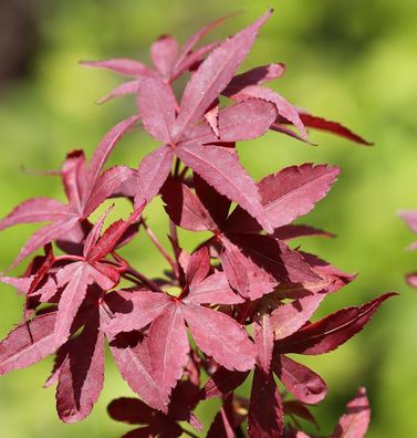 Japanischer Ahorn Twomblys Red Sentinel 40-60cm - Acer palmatum