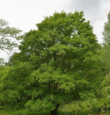 Feldahorn 100-125cm - Acer campestre