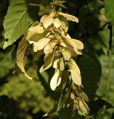 Davids Schlangenhaut Ahorn 60-80cm - Acer davidii