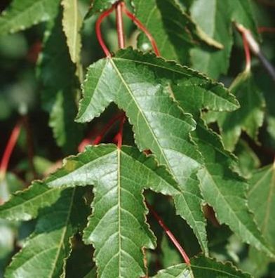 Feuer Ahorn 100-125cm - Acer ginnala