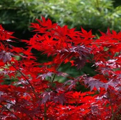 Kleinblättriger Zwergahorn Hime Shojo 30-40cm - Acer palmatum