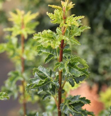 Ahorn Shishigashira 40-60cm - Acer palmatum