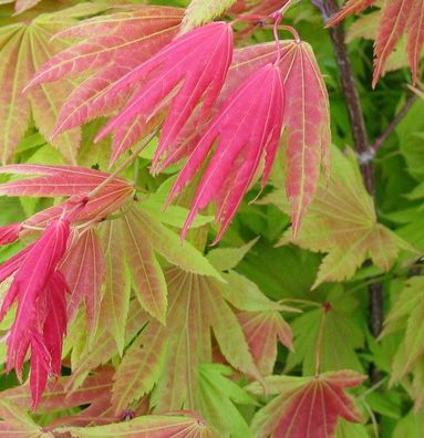 Japanischer Goldahorn Moonrise 40-60cm - Acer shirasawanum