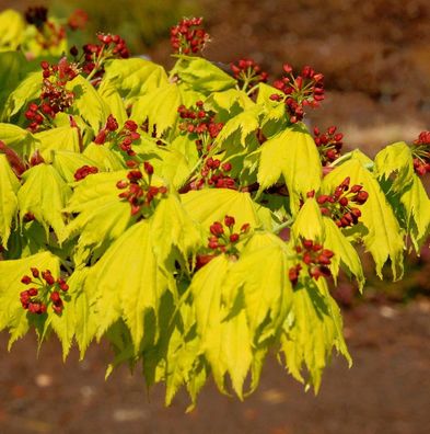 Japanischer Goldahorn 40-50cm - Acer shirasawanum Aureum