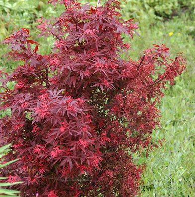 Zwergahorn Shaina 40-60cm - Acer palmatum