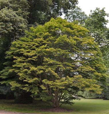 Fächer Ahorn 100-125cm - Acer palmatum