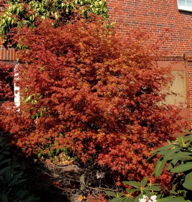 Rotaustreibender Fächerahorn Deshojo 60-80cm - Acer palmatum