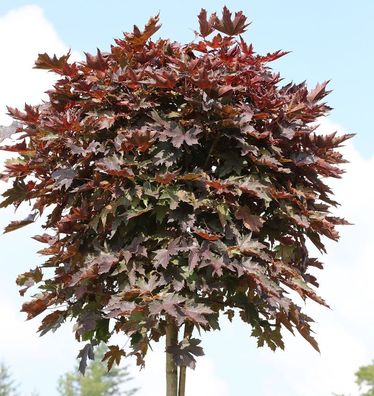 Hochstamm Säulen Blut Ahorn 100-125cm - Acer platanoides