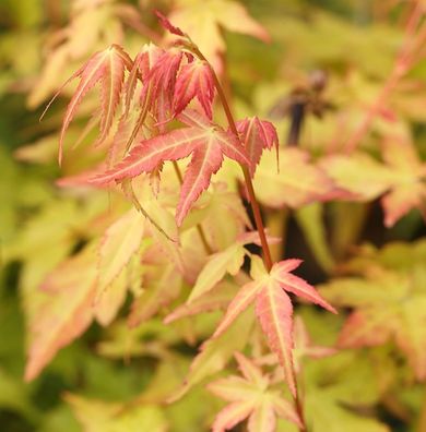 Fächerahorn Bii-Hoo 80-100cm - Acer palmatum